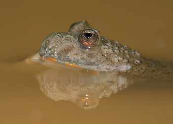 Gelbbauchunke (Bombina variegata) - © Gernot Kunz
